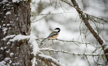 Un hiver doux pour les oiseaux : comment les aider pendant la saison froide ?