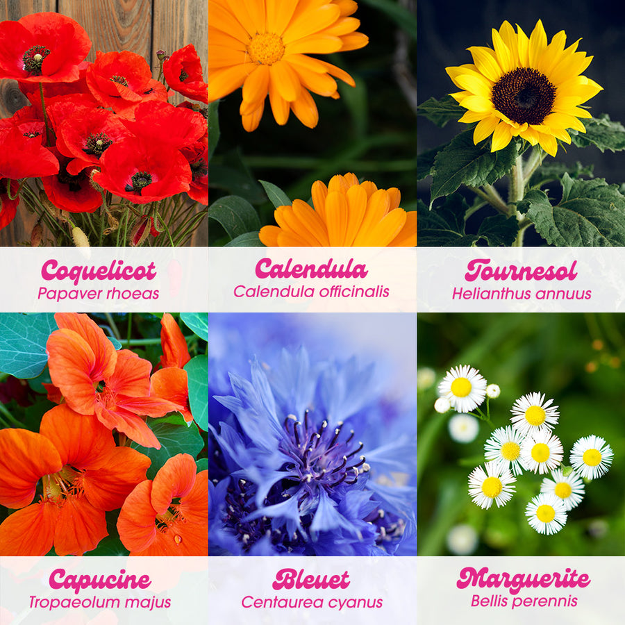 Kit de Plantation de Fleurs - Flower Power